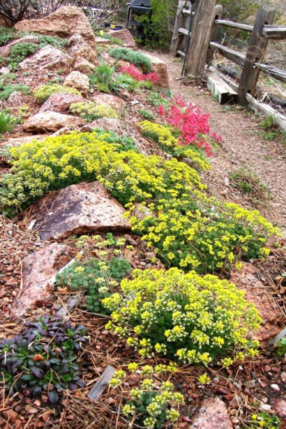 Крупка кавказька в міксбордері